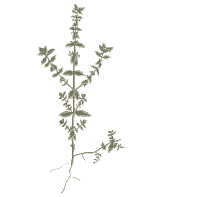 Small leaved upright herb - A Curious Herbal - 1737