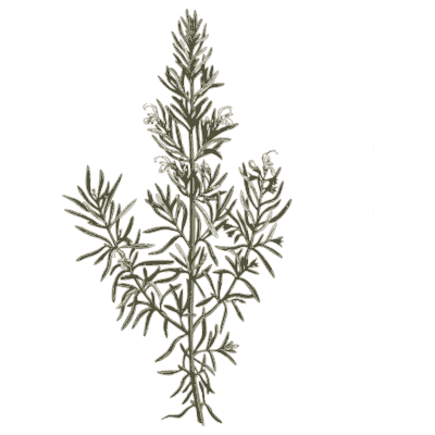 Rosemary 02 - A Curious Herbal - 1737
