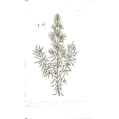 Rosemary 01 - A Curious Herbal - 1737