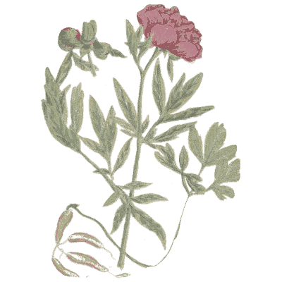 Peony in bloom - A Curious Herbal - 1737