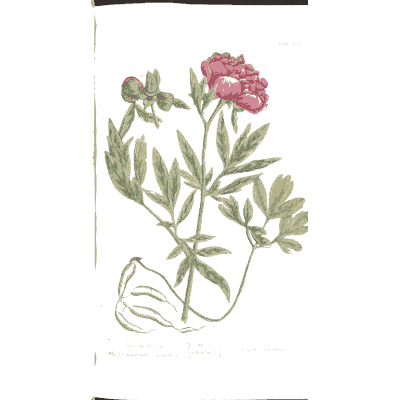 Peony 02 - A Curious Herbal - 1737