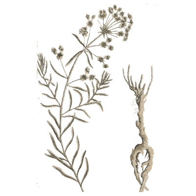 Umbellifer with forked root - A Curious Herbal - 1737
