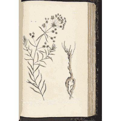 Umbel herb with thick root - A Curious Herbal - 1737
