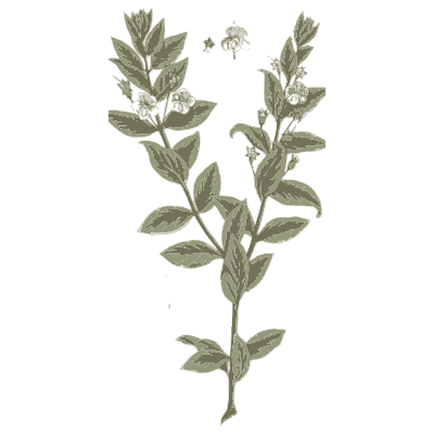 Myrtle - A Curious Herbal - 1737