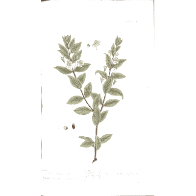 Myrtle branch - A Curious Herbal - 1737