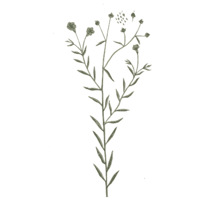 Flax 02 - A Curious Herbal - 1737
