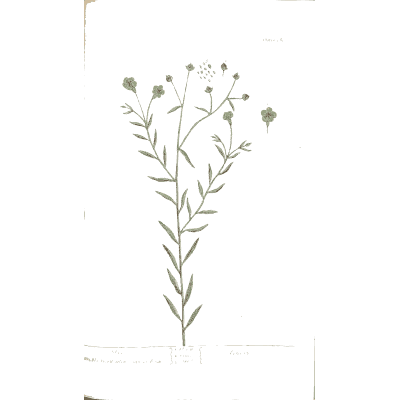 Flax 01 - A Curious Herbal - 1737