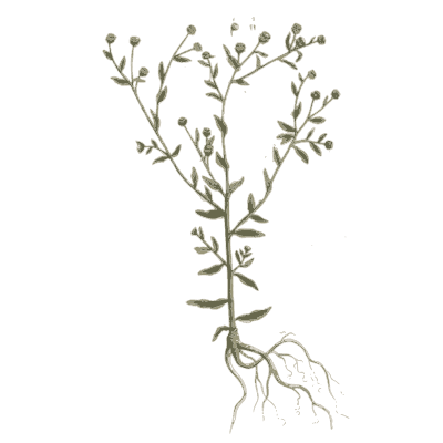 Chickweed 01 - A Curious Herbal - 1737
