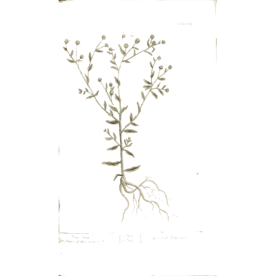 Small-flowered herb with root - A Curious Herbal - 1737
