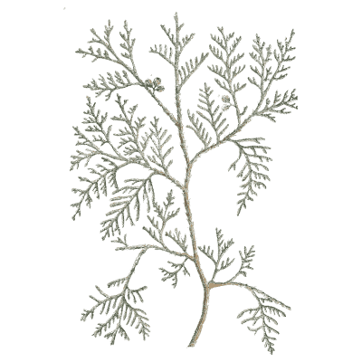 Feathery-leaved shrub - A Curious Herbal - 1737
