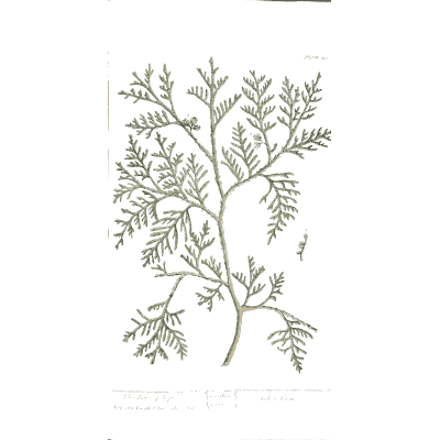 Yew branch 02 - A Curious Herbal - 1737