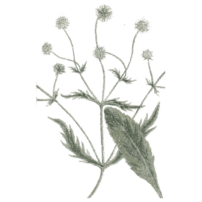 Scabious - A Curious Herbal - 1737