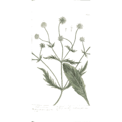 Field scabious 02 - A Curious Herbal - 1737