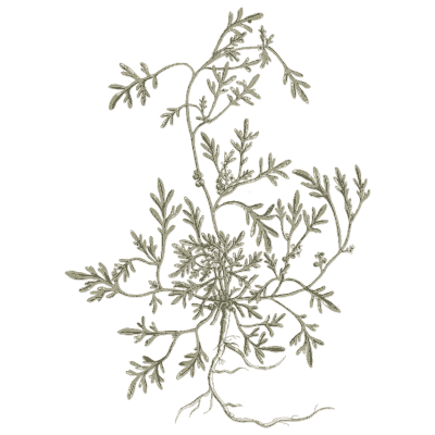 Sprawling herb with fine leaves - A Curious Herbal - 1737
