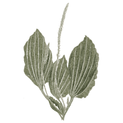 Greater plantain - A Curious Herbal - 1737