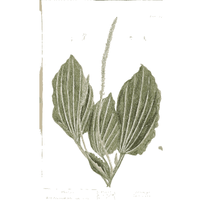 Broad-leaved plantain - A Curious Herbal - 1737