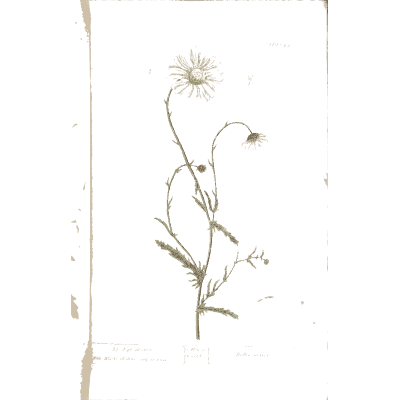 Nodding herb stems - A Curious Herbal - 1737