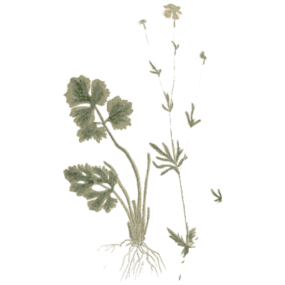 Buttercup - A Curious Herbal - 1737