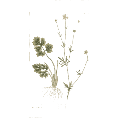 Avens - A Curious Herbal - 1737