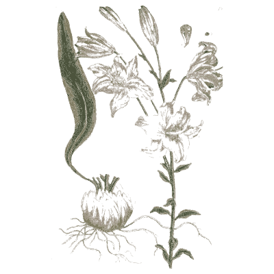 White lily with bulb 03 - A Curious Herbal - 1737