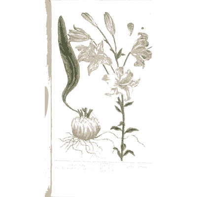 White lily with bulb 02 - A Curious Herbal - 1737