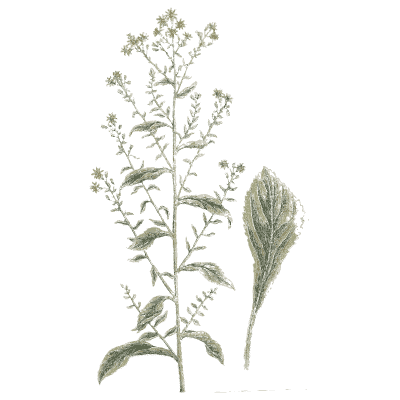 Pepperwort - A Curious Herbal - 1737