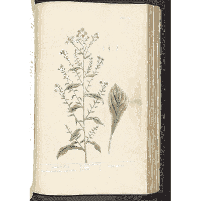 Goldenrod - A Curious Herbal - 1737
