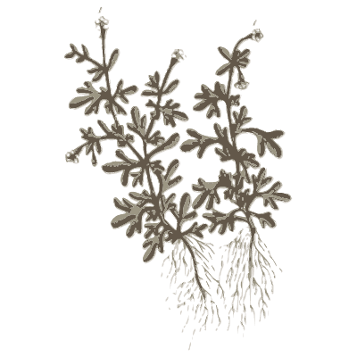 Dark-leaved sprawling herb - A Curious Herbal - 1737