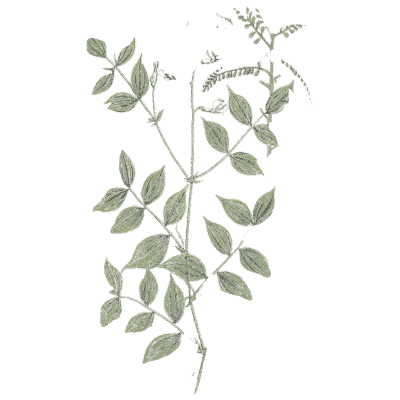 Herb with trifoliate leaves and flower spikes - A Curious Herbal - 1737