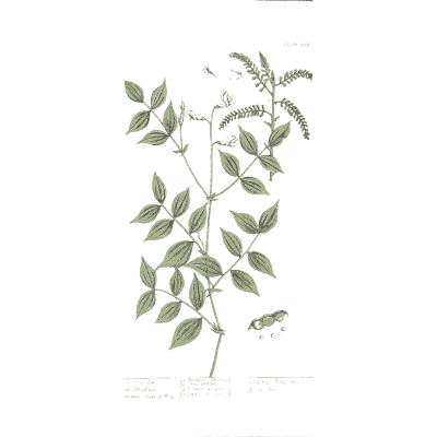 Vetch with pods 02 - A Curious Herbal - 1737