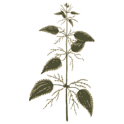 Small nettle - A Curious Herbal - 1737