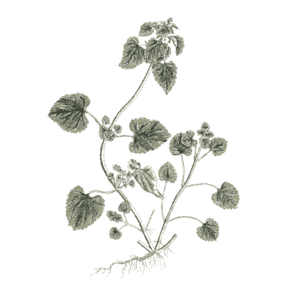 Ground ivy 03 - A Curious Herbal - 1737