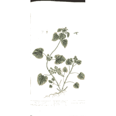 Lobed-leaved herb with root 03 - A Curious Herbal - 1737