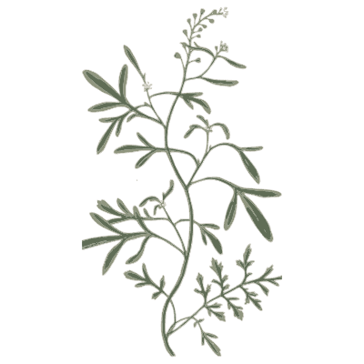 Narrow-leaved trailing herb - A Curious Herbal - 1737