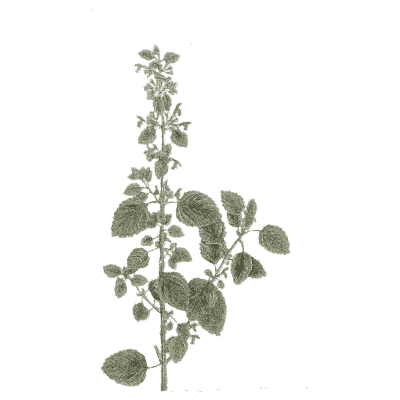 Wavy-leaved herb - A Curious Herbal - 1737