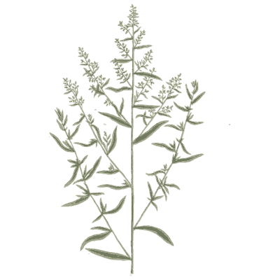 Branched wormwood - A Curious Herbal - 1737