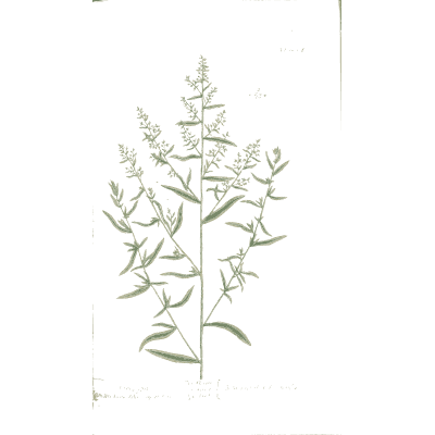 Tarragon - A Curious Herbal - 1737