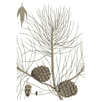 Pine branch with cones 03 - A Curious Herbal - 1737