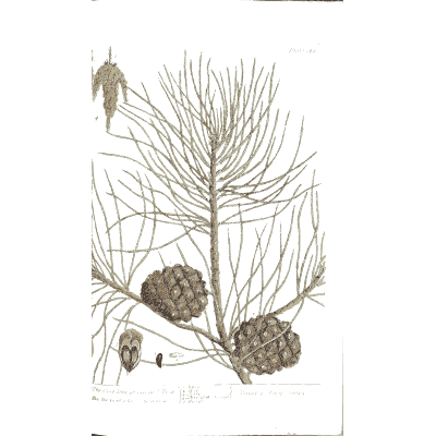 Pine branch with cones 02 - A Curious Herbal - 1737