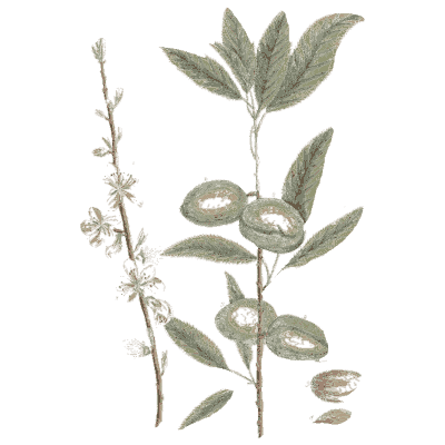 Almond branch with fruit 02 - A Curious Herbal - 1737