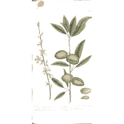 Almond branch with fruit 01 - A Curious Herbal - 1737