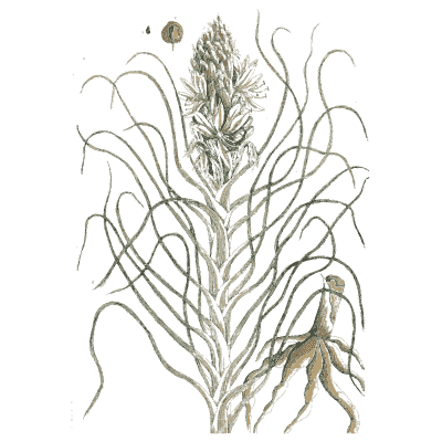 Grassy plant with flower spike 02 - A Curious Herbal - 1737