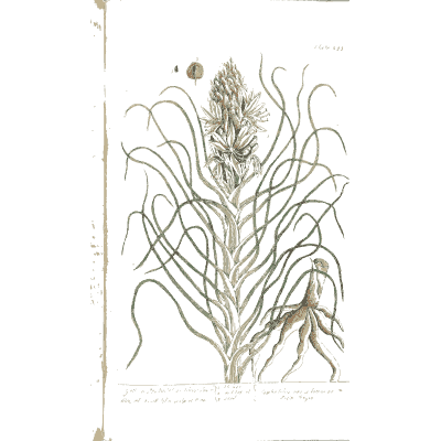 Asphodel with root - A Curious Herbal - 1737