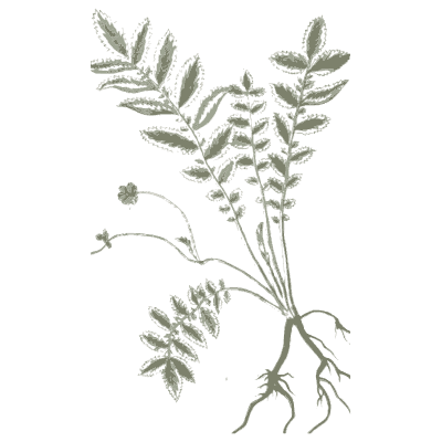 Pinnate-leaved herb with roots - A Curious Herbal - 1737