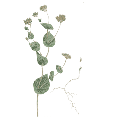 Round leaved herb with yellow flowers - A Curious Herbal - 1737