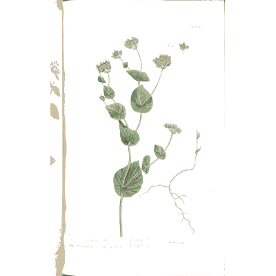 Round-leaved herb with small flowers - A Curious Herbal - 1737