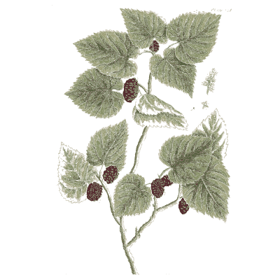 Mulberry branch - A Curious Herbal - 1737