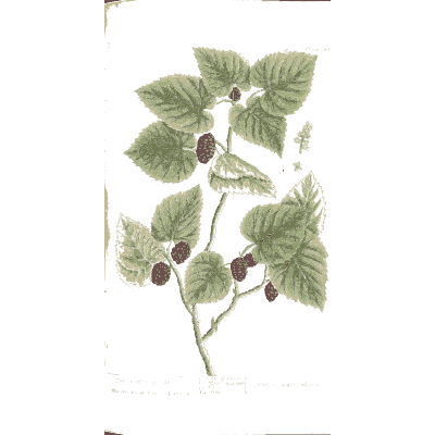 Mulberry branch with fruit - A Curious Herbal - 1737