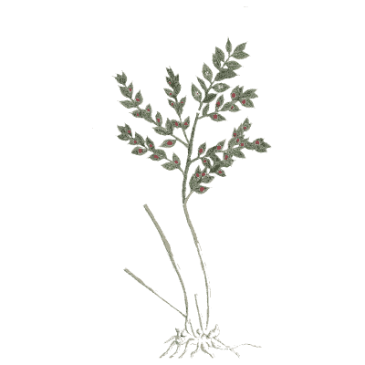 Slender herb with fine leaves - A Curious Herbal - 1737
