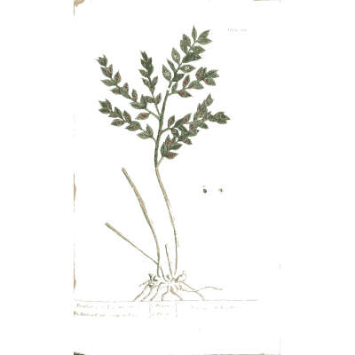 Divided-leaved herb with root - A Curious Herbal - 1737